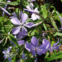 Phlox divaricata 'Clouds of Perfume'